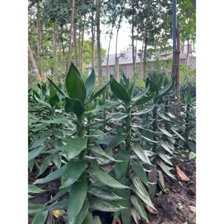 Cây phát tài búp sen - phong thủy -thủy sinh-  cắt cành 30-50cm (mua từ 5 cành trở lên tặng 1 cành)