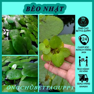 Bèo nhật thủy sinh