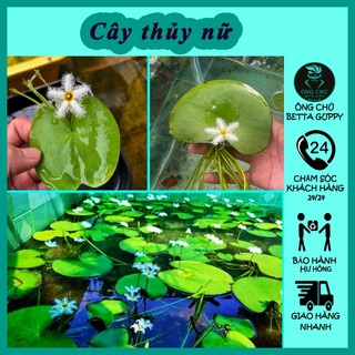 Hoa thủy nữ - Nhất diệp liên