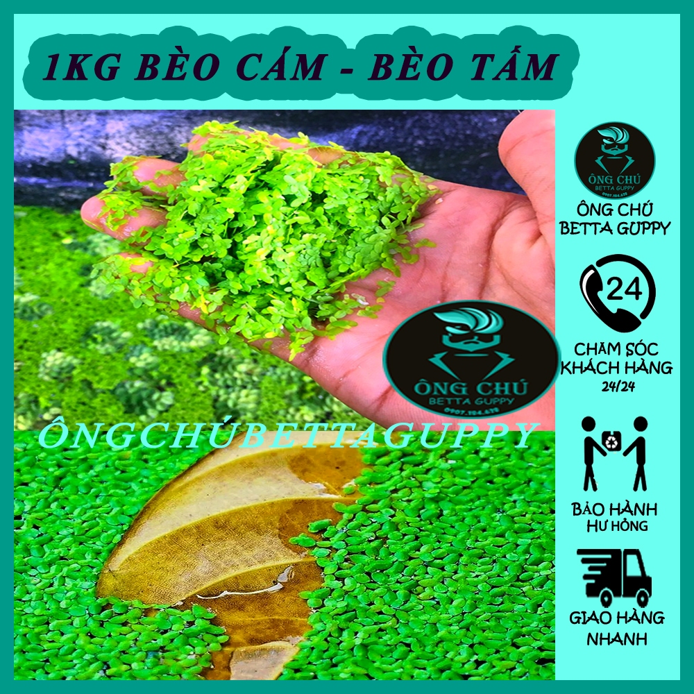 Bèo cám thủy sinh - 1 phần 100 nhánh