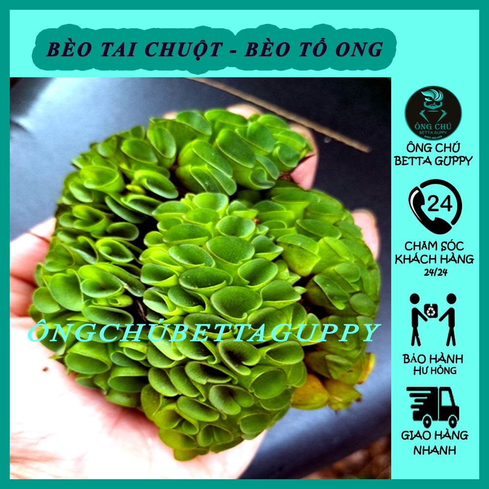 Bèo tai chuột thủy sinh