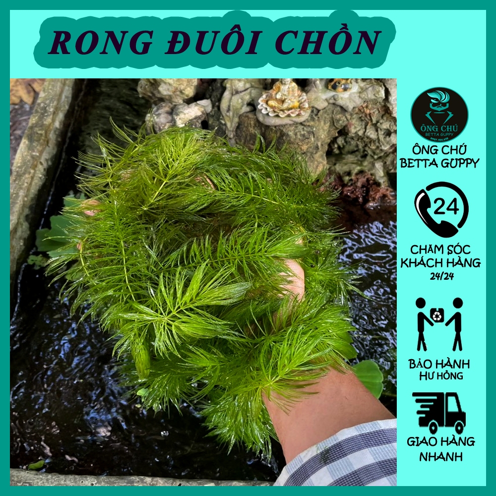 Rong đuôi chồn