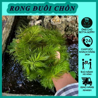 Rong đuôi chồn