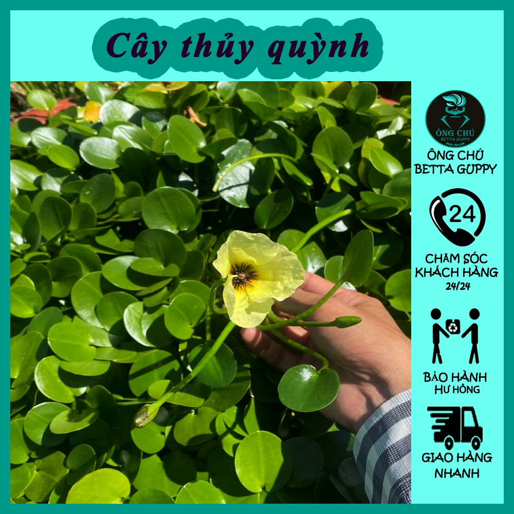 Thủy quỳnh thủy sinh