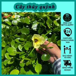 Thủy quỳnh thủy sinh
