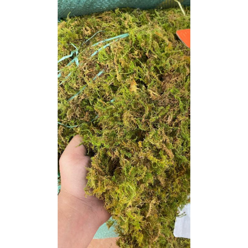 100g Rêu rừng ( lót nền cho ốc mượn hồn, bò sát , trồng lan) .