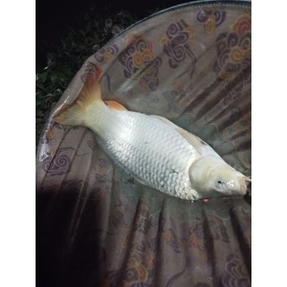 Ngũ Vị Hương