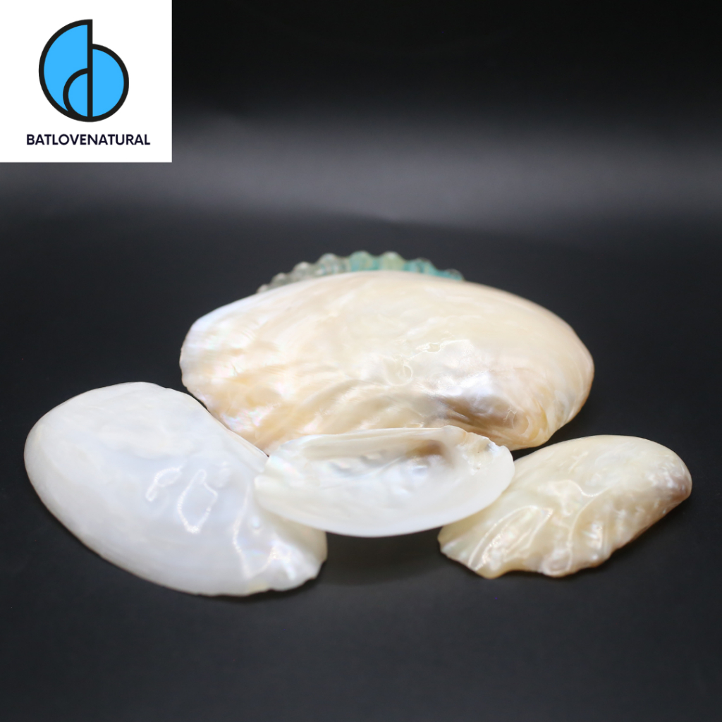 Vỏ Sò Mài Xà Cừ - Vỏ ốc vỏ sò trang trí - Vỏ ốc đẹp