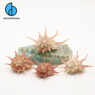 Vỏ ốc Angaria Gem Quality - Vỏ ốc trang trí nhiều kích thước - Vỏ ốc đẹp