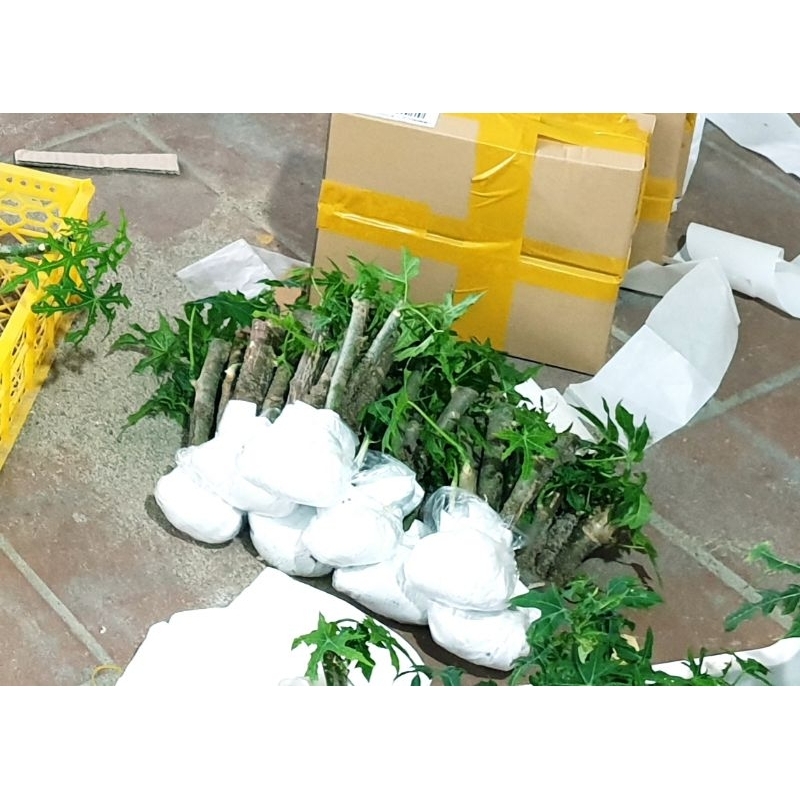 cây Mì chính đã ra rễ 10 cây 95k