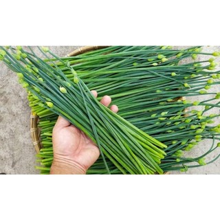Hạt giống hẹ bông 1000 hạt