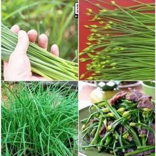 Hạt giống hẹ bông 1000 hạt