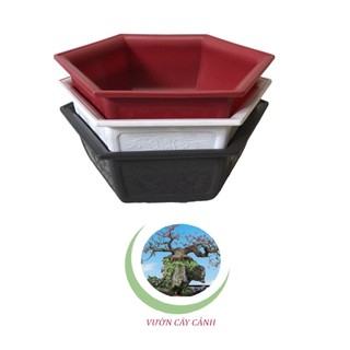 Chậu lục giác bonsai mini - #019d# 21x8cm
