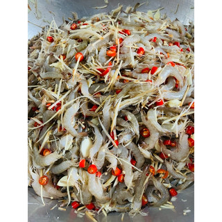 TÔM ĐẤT NGÂM CHUA - 95% CHUẨN TÔM ĐẤT NHA TRANG