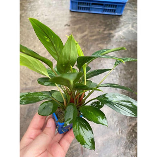 Ráy Thái lá dài | nana - ráy trầu bà cây thuỷ sinh dễ trồng không cần co2