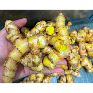CỦ MAI GANG