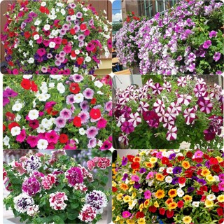 Hạt giống hoa dạ yến thảo mix đủ loại, đủ màu