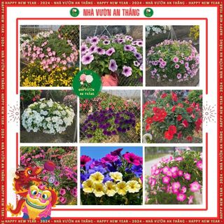 Hạt giống hoa dạ yến thảo siêu rủ nhiều màu sắc