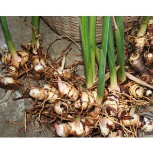 Cây riềng siêu củ.loại riềng thơm.5 cây giống