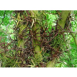 (Gai) Bồ kết 200g