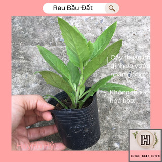 Rau bầu đất giống