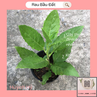 Rau bầu đất giống