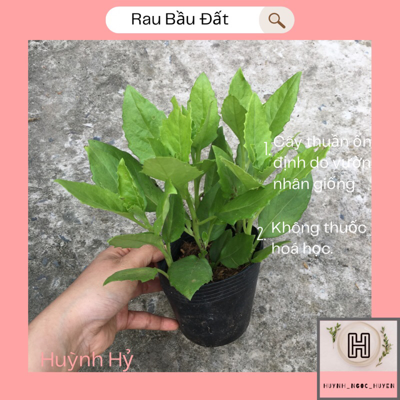 Rau bầu đất giống