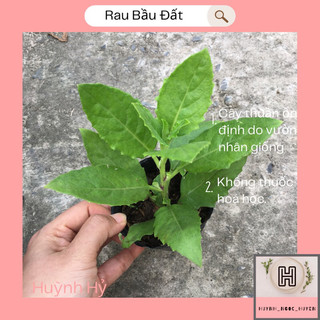 Rau bầu đất giống
