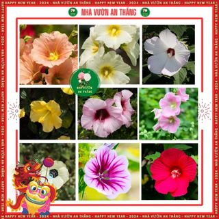 Hạt giống hoa mãn đình hồng mix nhiều màu sắc rực rỡ