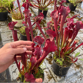 Hố bẫy judith hindle, saracenia judith hindle