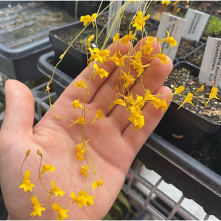 Cỏ giấy chrysantha, utricularia chrysantha