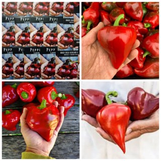 Nguyên gói 20-22 hạt giống ớt ngọt Leysa_ Nảy 99%