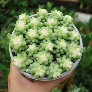 Sen đá chuỗi ngọc var, hay còn gọi là bạch ngọc vừa lạ mắt vừa siêu đáng yêu nè