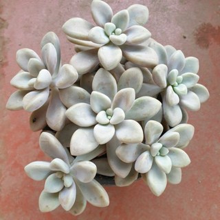 Đọt sen đá ngọn sen đá sỏi hường kim tuyến hồng