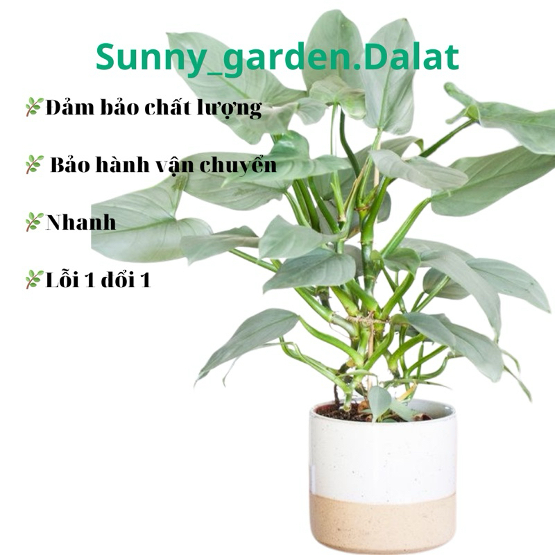 Chậu Trầu bà kiếm bạc - Philodendron Hastatum