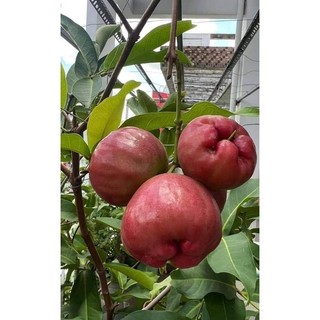  Cây Giống mận Đường Thái Lùn   có thể trồng chậu  shop cây xanh  