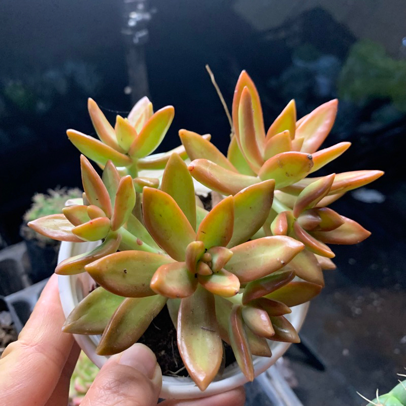Sen đá, đá cam size trung 8cm