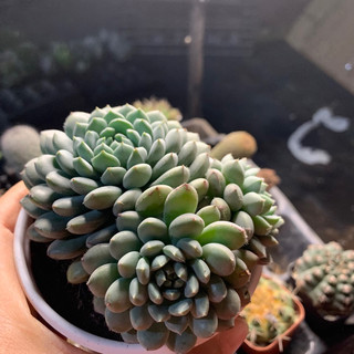 Sen đá nhím xanh size trung 8cm, cây già khoẻ