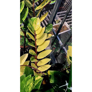Cây kim tiền hoàng kim cây 50 60 cm