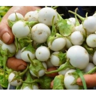 50 hạt giống cà pháo.