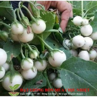 50 hạt giống cà pháo.
