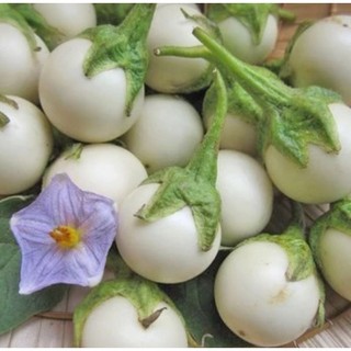 50 hạt giống cà pháo.