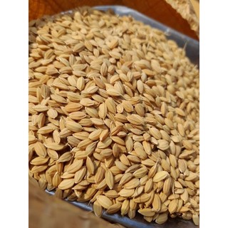 Lúa tròn nhật cho gà đá 1kg