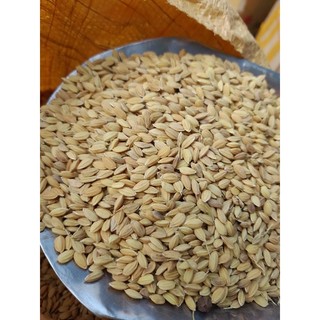 Lúa tròn nhật cho gà đá 1kg