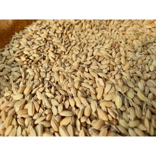 Lúa tròn nhật cho gà đá 1kg