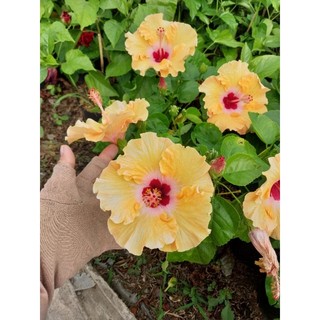 Cây hoa dâm bụt thái