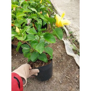 Cây hoa dâm bụt thái