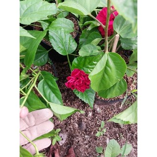 Cây hoa dâm bụt thái