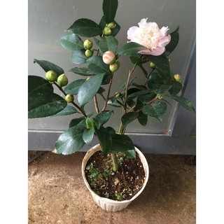 CHẬU TRÀ MI HỒNG HOA KÉP ĐANG NỤ MÀU HỒNG PHẤN# TẶNG KÈM PHÂN BÓN CAO CẤP DƯỠNG NỤ TO HOA