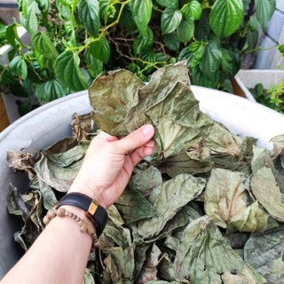 Lá trầu không khô - Tấn Phát